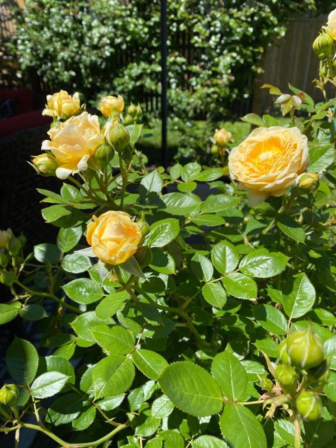 Summer Solstice Bed & Breakfast Niagara-on-the-Lake Esterno foto